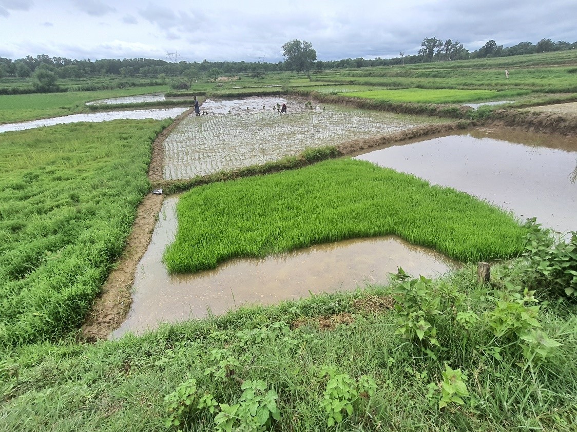 Transplanting of Paddy